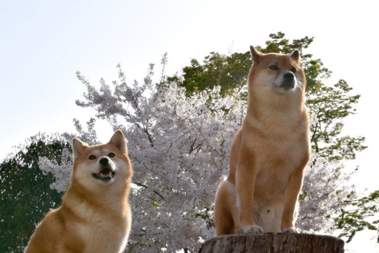 桜の前で座っている２匹の柴犬