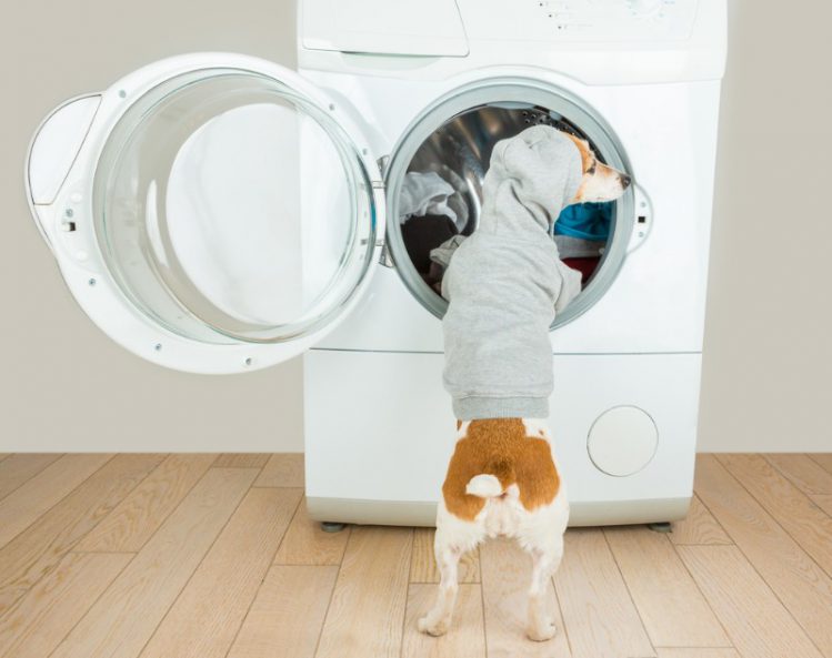 犬の服は人間用の洗剤で洗っていいの？洗濯方法について