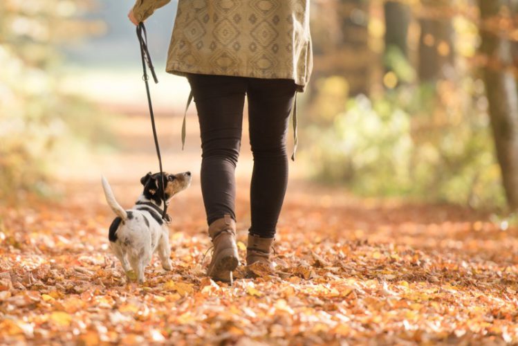 「お散歩嫌い」な犬に多い５つの特徴、理由について
