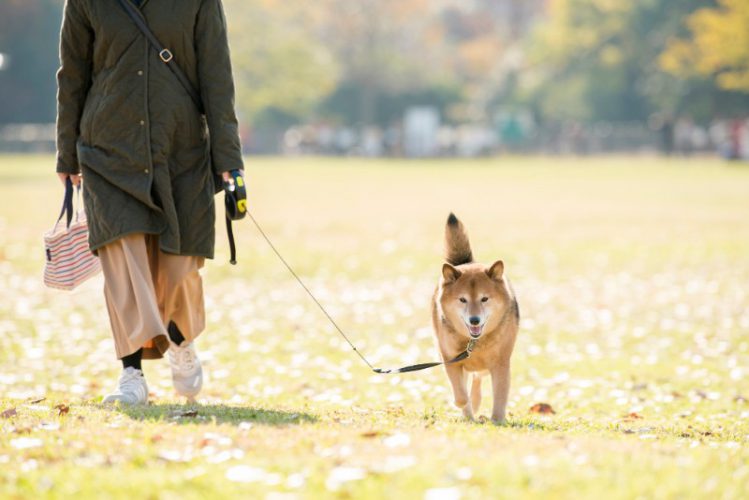 公園を散歩する女性と柴犬