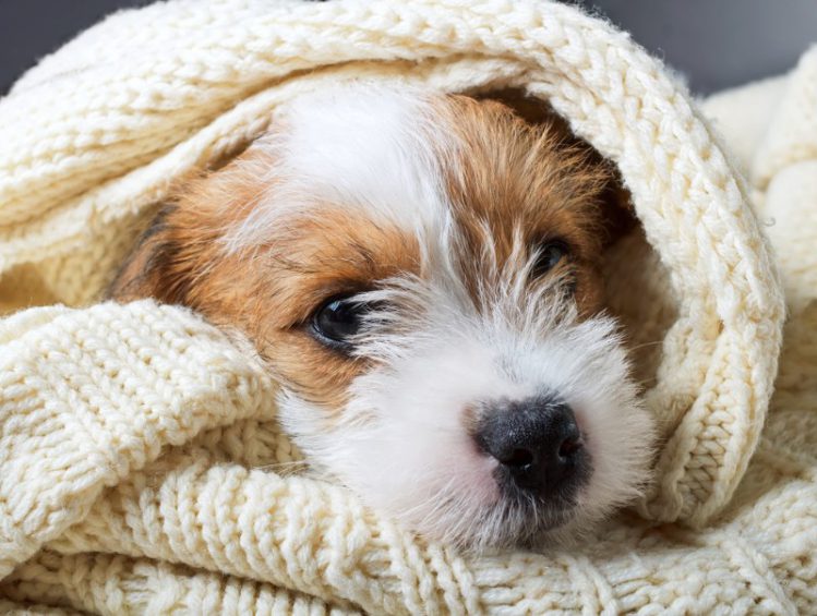 犬の「しゃっくり」の原因・対処法・気を付ける病気について