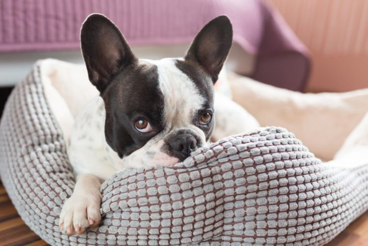 犬がベッドを噛む４つの理由と対策について