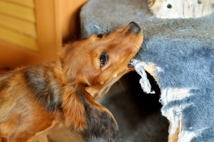 インテリアをかじる犬