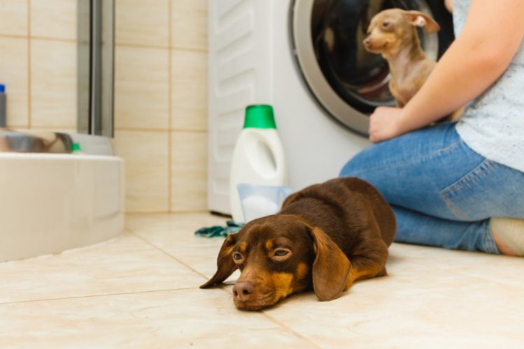 洗濯用洗剤と犬