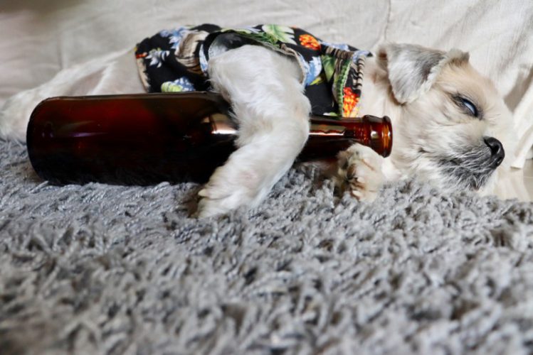 ビール瓶をかかえる犬
