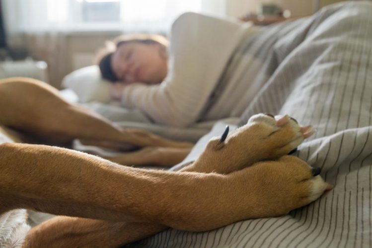 ベッドで眠る女性とその愛犬