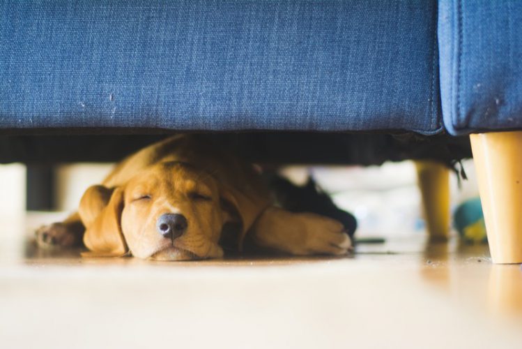 犬の睡眠は誤解だらけ？長すぎる睡眠時間の理由や注意点