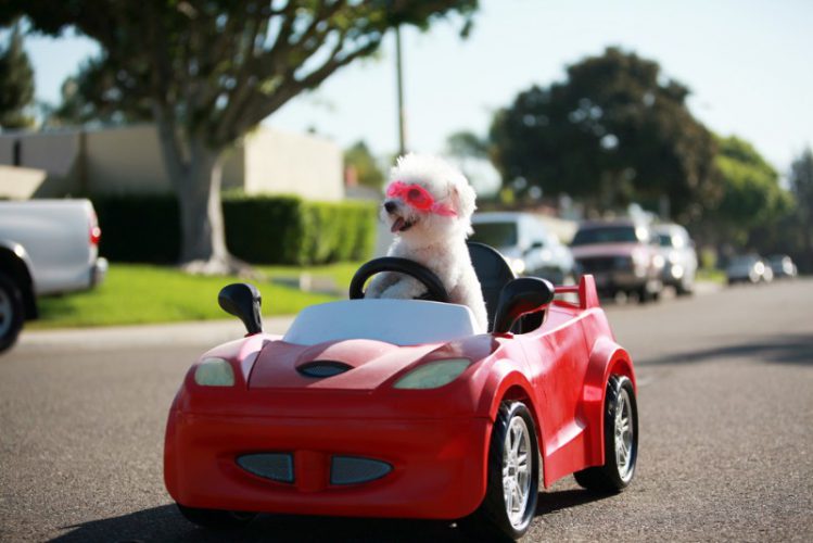 おもちゃの車に乗る犬
