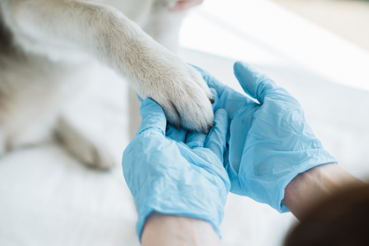 獣医師と犬の手