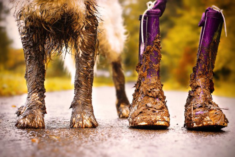 泥だらけの犬の前足とレインブーツ