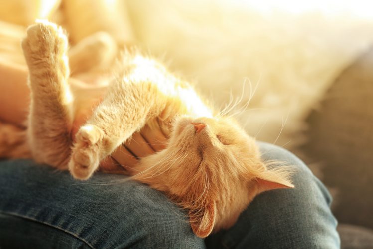 これで納得！愛猫がひざの上に乗ってくるのはなぜ？その５つの理由・心理とは？