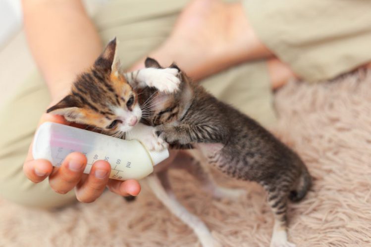 哺乳瓶を取り合う２匹の子猫