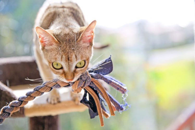 小さな森の妖精と呼ばれる猫「シンガプーラ」の性格や購入する際の値段は？