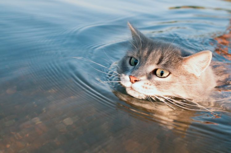 川で泳ぐ猫の様子