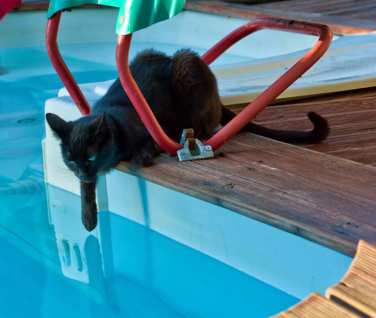 プールの水に手を伸ばす黒猫