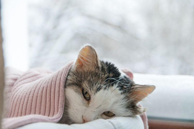 窓際で毛布をかけられて寝ている猫