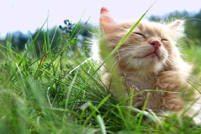 芝生で眠る猫
