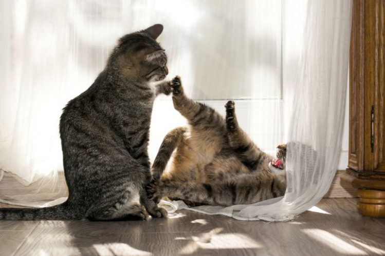 カーテンの側で喧嘩する２匹の猫