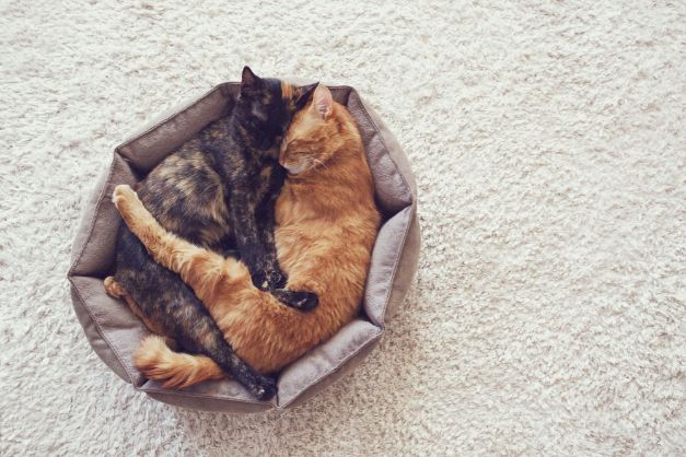 ひとつのベッドで眠る２匹の猫