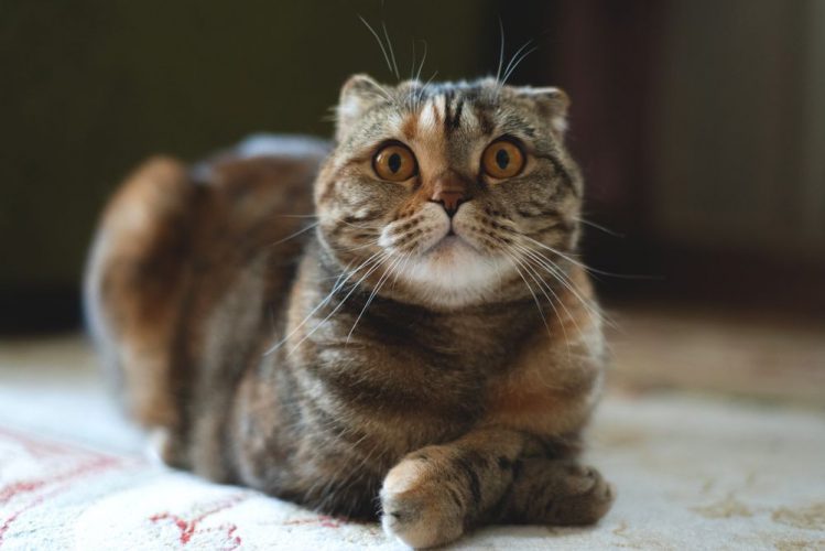 【体験談】猫を飼ったら変えるべき飼い主の４つの習慣