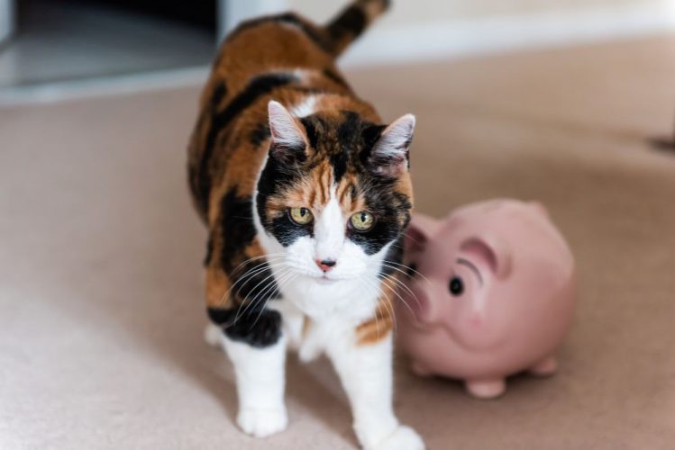 猫と豚の貯金箱