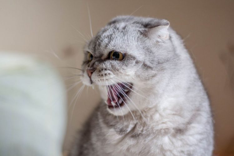 猫が怒っている時に見せるしぐさ、行動まとめ5選