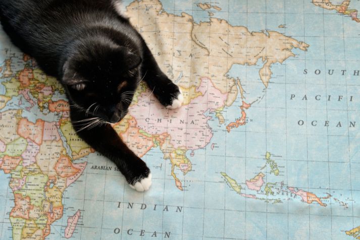 世界地図と黒猫