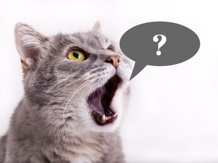 海外では猫の鳴き声は色々な呼び方をされている