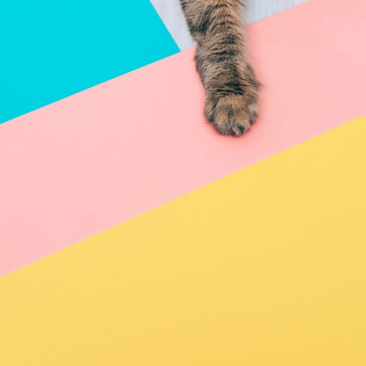 色紙と猫の前足