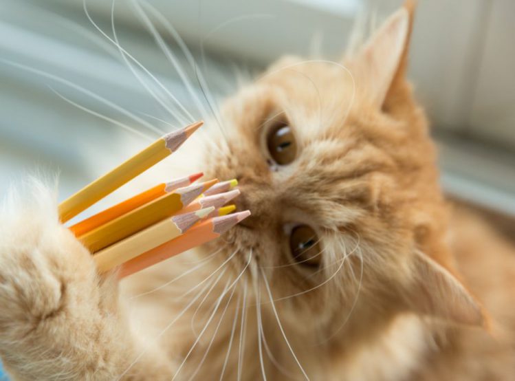 色鉛筆を抱いている猫