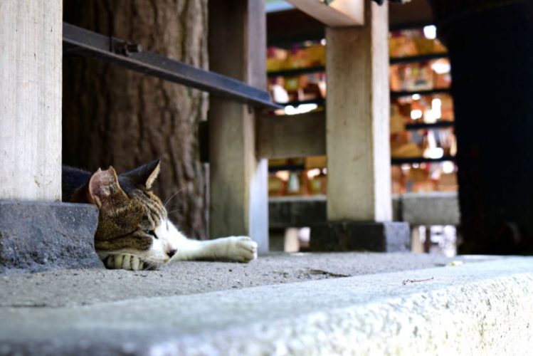神社の軒下で眠る猫