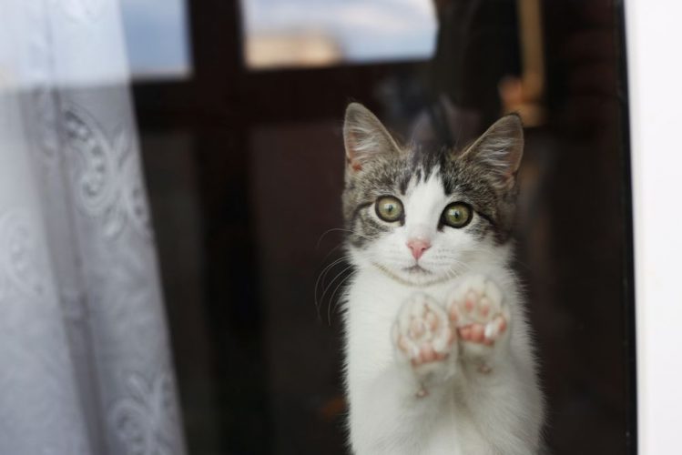 窓に前足をついて外を覗く猫
