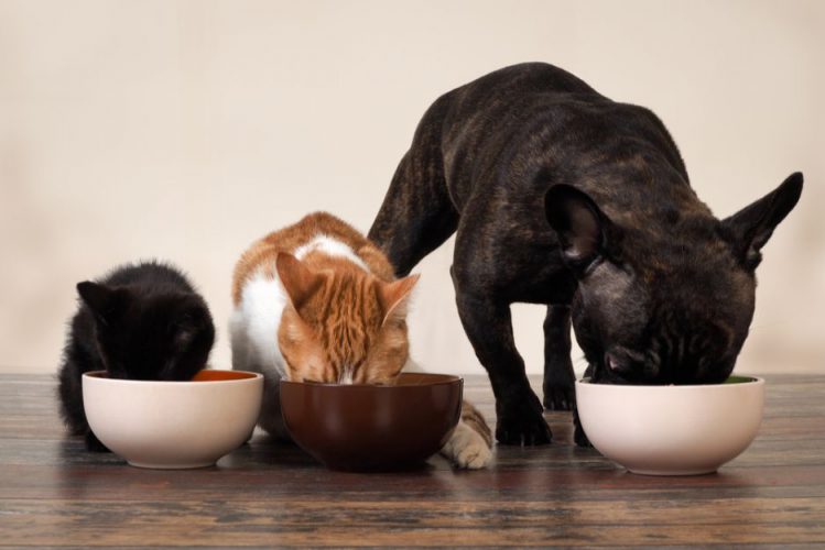 猫に犬の餌を与えても良いの？猫と犬の餌は違う？