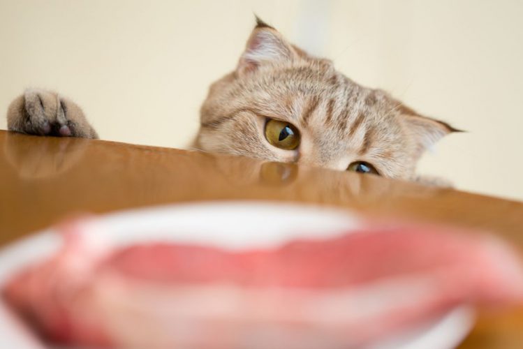 猫に生肉ってどうなの？与える際の注意点とメリット＆デメリット