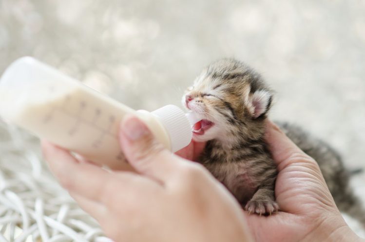子猫にミルクを飲ませる時の注意点・飲まない時の原因と対処法