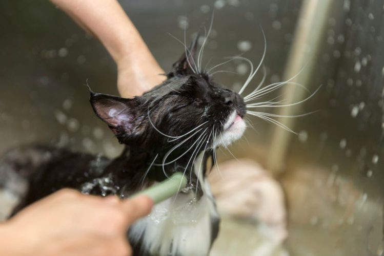シャワー中の猫