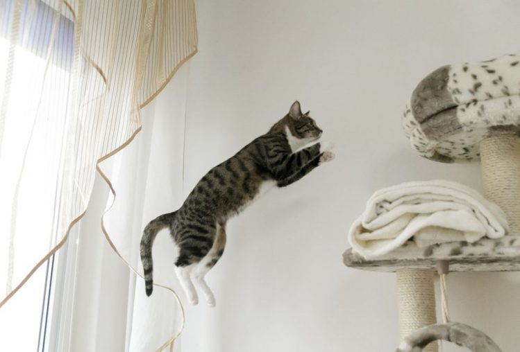 キャットタワーに飛び乗る猫