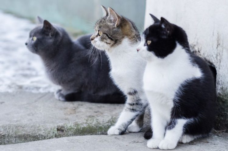 並んで座る３匹の猫の横顔