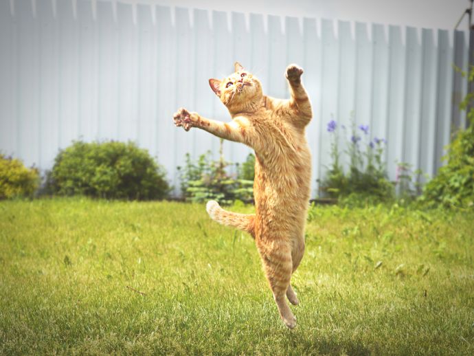 庭でジャンプする猫