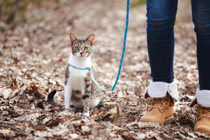 リードをつけて散歩する猫