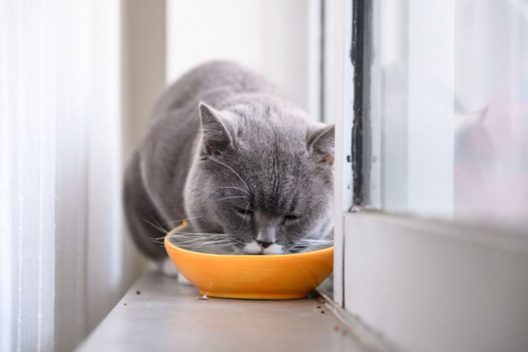 猫のフードボウルは食べ方の”クセ”をみて選ぶと良い？