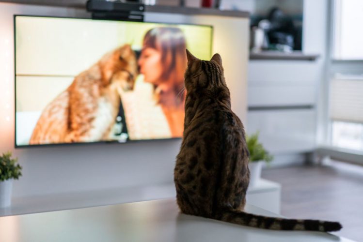 TVを見ている猫の後ろ姿