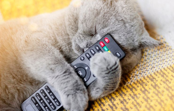 TVのリモコンを抱いて寝ている猫