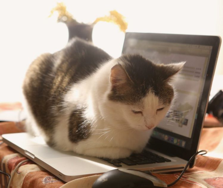 PCの上で香箱座りをしている猫
