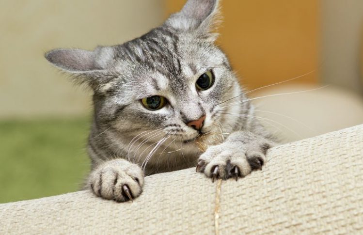 ソファに爪を立てる猫