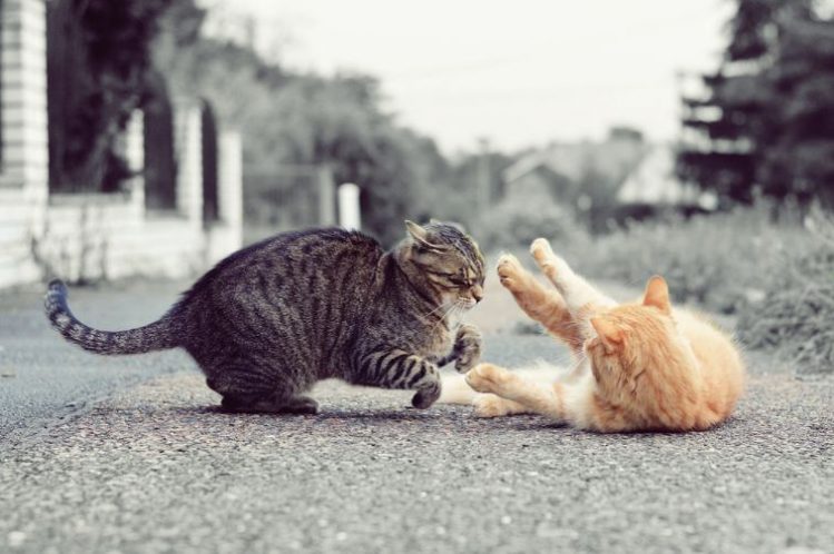 路上で喧嘩する２匹の猫